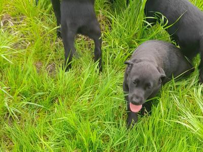 4 female IKC registered black Labrador pups in cavan