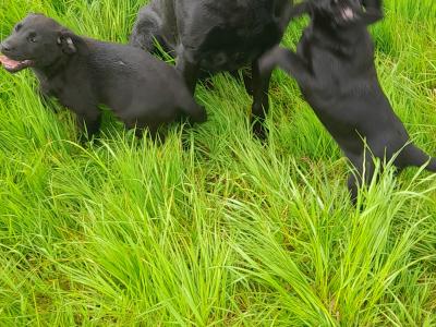 4 female IKC registered black Labrador pups in cavan
