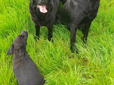 4 female IKC registered black Labrador pups in cavan