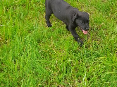 4 female IKC registered black Labrador pups in cavan