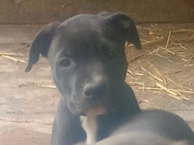 American Pit Bull Terrier puppies in Cork