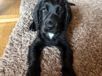 Stunning Sprocker puppies in Cavan