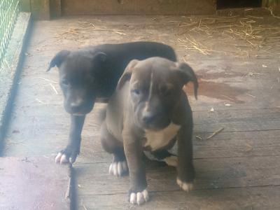 American Pit Bull Terrier puppies in Cork