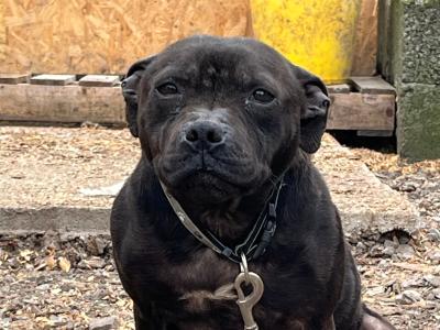 Staffordshire bull terrier