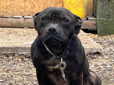 Female Staffordshire Bull Terrier dog in Sligo. ID Required for Transfer of Ownership