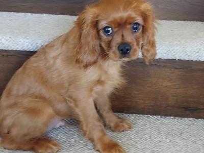 Cavalier King Charles Spaniel puppies in Cavan