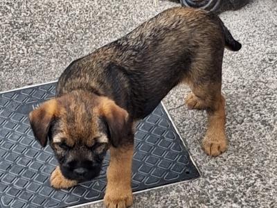 Border Terrier Puppies