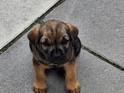 Border Terrier Puppies