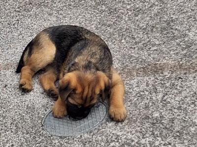 Border Terrier Puppies