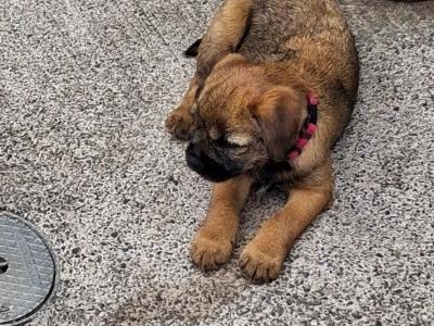 Border Terrier Puppies