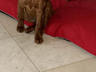 Male Irish Red Setter puppies in Carlow