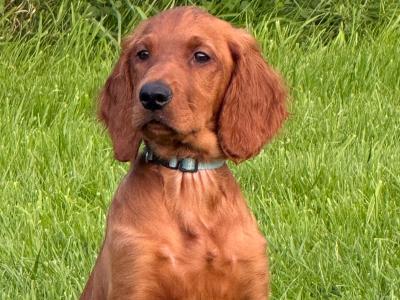Male Irish Red Setter puppies in Carlow