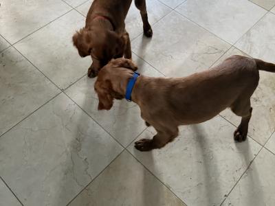 Male Irish Red Setter puppies in Carlow