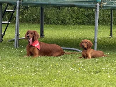 Male Irish Red Setter puppies in Carlow