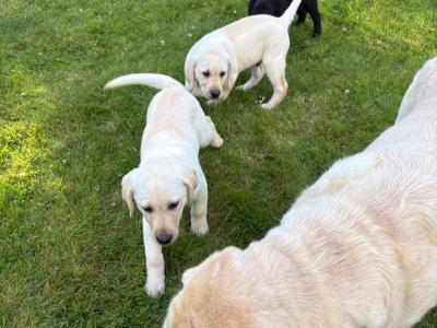 IKC Registered Labrador puppies in Kilkenny