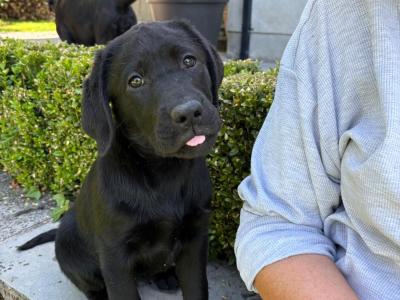 IKC Registered Labrador puppies in Kilkenny