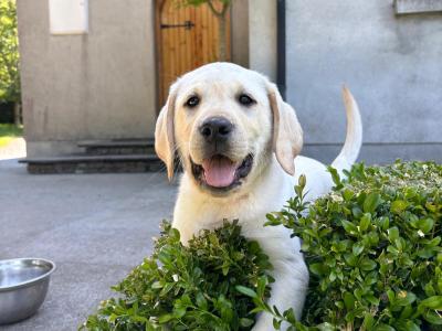 IKC Registered Labrador puppies in Kilkenny