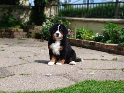 Big chunky type Bernese Mountain Dog pups in Fermanagh