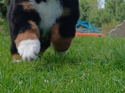 Big chunky type Bernese Mountain Dog pups in Fermanagh