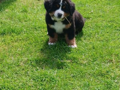 Big chunky type Bernese Mountain Dog pups in Fermanagh