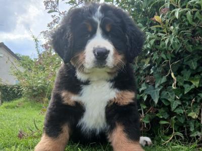 Big chunky type Bernese Mountain Dog pups in Fermanagh