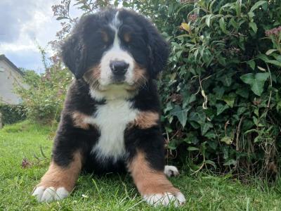 IKC Registered (pending) Big chunky type Bernese Mountain Dog puppies in Fermanagh