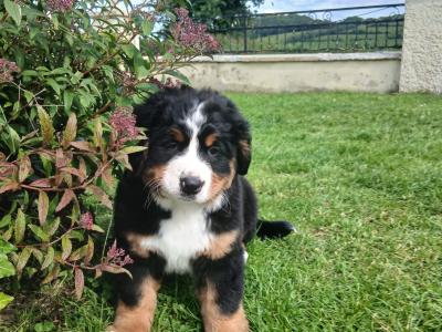 Big chunky type Bernese Mountain Dog pups in Fermanagh