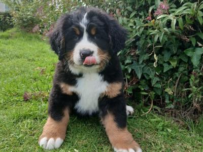 Big chunky type Bernese Mountain Dog pups in Fermanagh