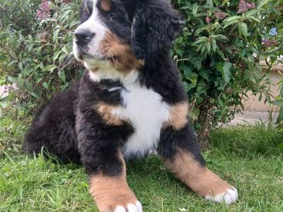 Big chunky type Bernese Mountain Dog pups in Fermanagh