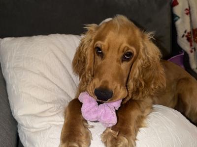 7 month male Golden Cocker Spaniel in Meath