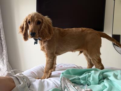 7 month male Golden Cocker Spaniel in Meath
