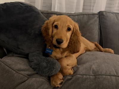 7 month male Golden Cocker Spaniel in Meath