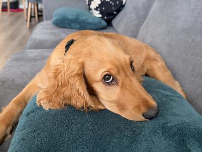 7 month male Golden Cocker Spaniel in Meath