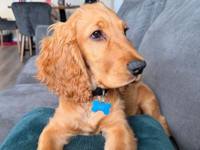 7 month male Golden Cocker Spaniel in Meath