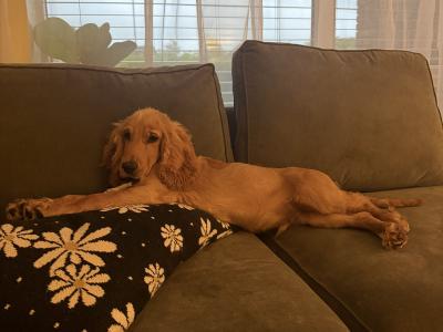 7 month male Golden Cocker Spaniel in Meath