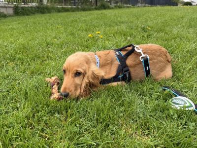 7 month male Golden Cocker Spaniel in Meath