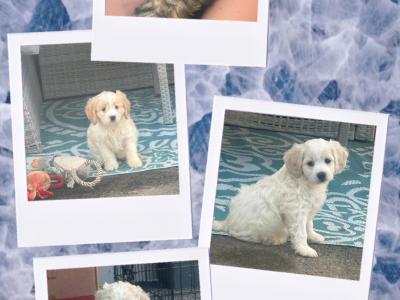 Cavapoochon (Bichon Frise x Cavapoo) puppies in Carlow