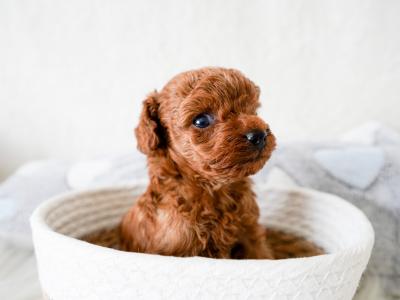 Exclusive Toy Poodle