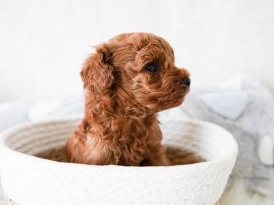Exclusive Toy Poodle