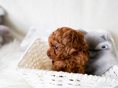 Exclusive Toy Poodle