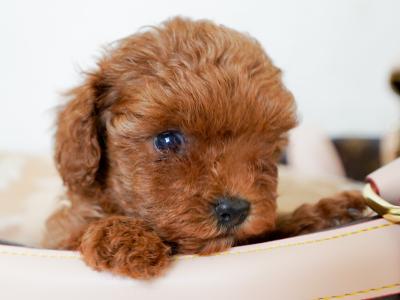 Exclusive male Toy Poodle puppy in Laois
