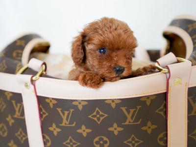 Exclusive Toy Poodle