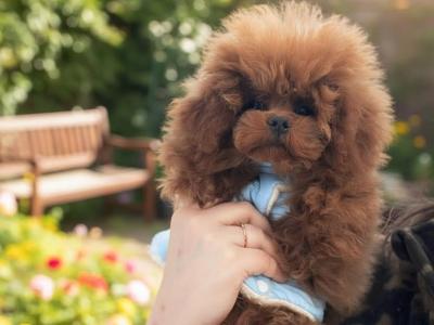 Exclusive Toy Poodle
