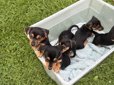 Jack Russell pups in Monaghan