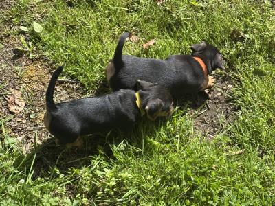 Jack Russell pups in Monaghan