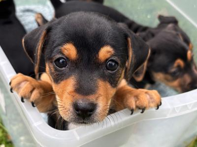 Jack Russell pups in Monaghan