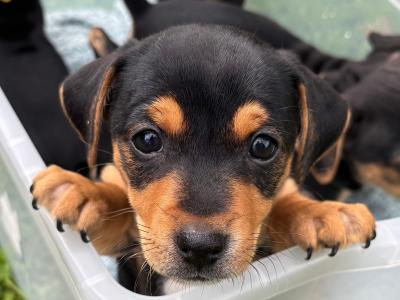 IKC Registered (pending) Jack Russell puppies in Monaghan