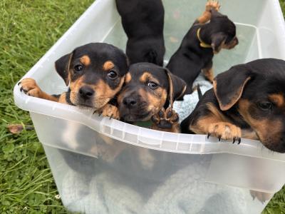 Jack Russell pups in Monaghan