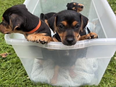 Jack Russell pups in Monaghan