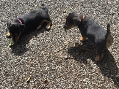 Jack Russell pups in Monaghan